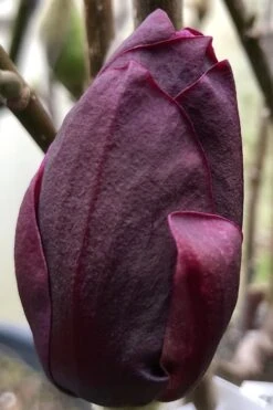 Genie Magnolia Tulip Tree - 1 Gallon Pot -Wilson Bros Gardens Magnolia Genie 8