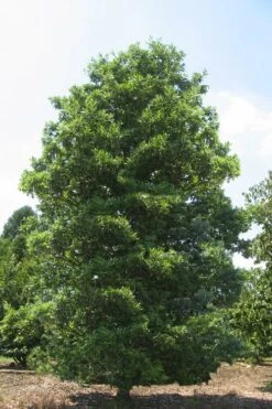 Green Shadow Sweetbay Magnolia Tree (Magnolia Virginiana) - 3 Gallon Pot (4-5') 11 Green Shadow Sweetbay Magnolia Tree (Magnolia Virginiana) - 3 Gallon Pot (4-5') -Wilson Bros Gardens Magnolia Green Shadow Sweetbay Mature