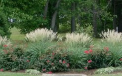 Adagio Dwarf Maiden Grass - Miscanthus Sinensis - 1 Gallon Pot -Wilson Bros Gardens Miscanthus Adagio 1