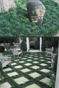 Dwarf Mondo Grass - 72 Pack Of 3.5" Pint Pots -Wilson Bros Gardens Mondo Grass Dwarf Rev 500x750 1