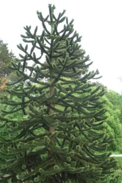 Monkey Puzzle Tree (Araucaria Auracana) - 1 Gallon Pot 9 Monkey Puzzle Tree (Araucaria Auracana) - 1 Gallon Pot -Wilson Bros Gardens Monkey Puzzle Tree 2 2