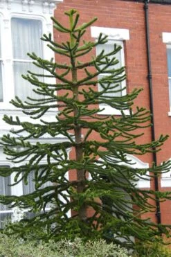 Monkey Puzzle Tree (Araucaria Auracana) - 1 Gallon Pot 8 Monkey Puzzle Tree (Araucaria Auracana) - 1 Gallon Pot -Wilson Bros Gardens Monkey Puzzle Tree 3 2