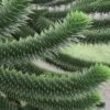 Monkey Puzzle Tree (Araucaria Auracana) - 1 Gallon Pot