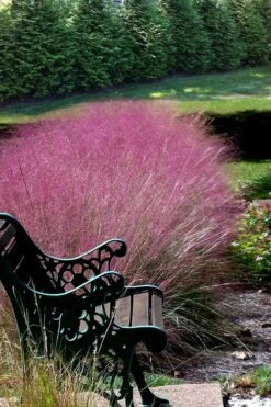 Pink Muhly Grass - Cotton Candy Grass - 1 Gallon Pot -Wilson Bros Gardens Muhly Grass Pink 200