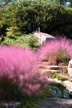 Pink Muhly Grass - Cotton Candy Grass - 1 Gallon Pot -Wilson Bros Gardens Muhly Grass Pink 202