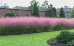 Pink Muhly Grass - Cotton Candy Grass - 1 Gallon Pot -Wilson Bros Gardens Muhly Grass Pink 70