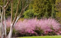 Pink Muhly Grass - Cotton Candy Grass - 1 Gallon Pot -Wilson Bros Gardens Muhly Grass Pink 76