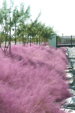 Pink Muhly Grass - Cotton Candy Grass - 1 Gallon Pot -Wilson Bros Gardens Muhly Grass Pink 77