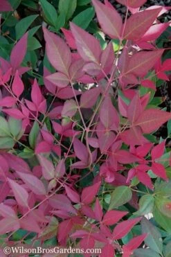 Flirt Dwarf Nandina - 6 Pack Of 1 Gallon Pots 11 Flirt Dwarf Nandina - 6 Pack Of 1 Gallon Pots -Wilson Bros Gardens Nandina Flirt 11