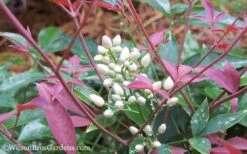 Flirt Dwarf Nandina - 6 Pack Of 1 Gallon Pots 12 Flirt Dwarf Nandina - 6 Pack Of 1 Gallon Pots -Wilson Bros Gardens Nandina Flirt 12