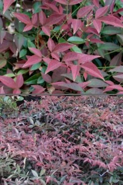 Flirt Dwarf Nandina - 6 Pack Of 1 Gallon Pots 13 Flirt Dwarf Nandina - 6 Pack Of 1 Gallon Pots -Wilson Bros Gardens Nandina Flirt 500x750 1