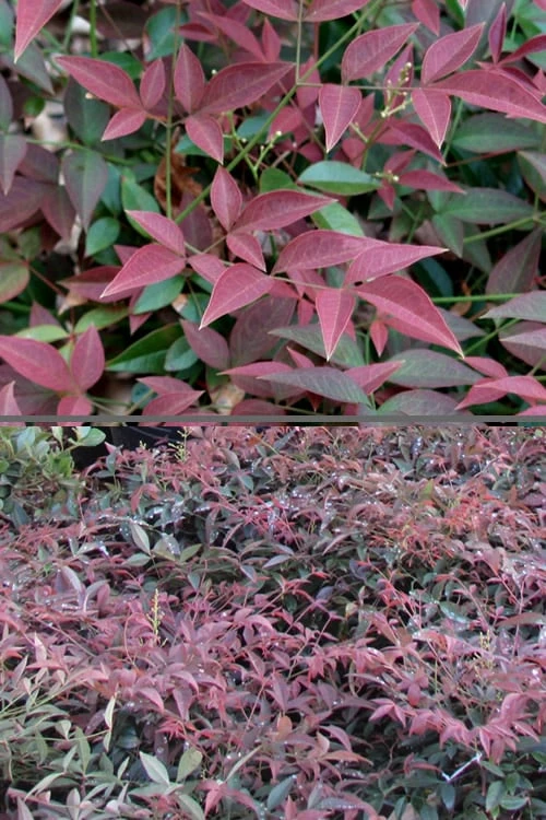 Flirt Dwarf Nandina - 6 Pack Of 1 Gallon Pots 8 Flirt Dwarf Nandina - 6 Pack Of 1 Gallon Pots - Image 6