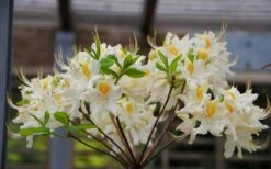 High Tide Aromi Azalea (Deciduous Rhododendron Hybrid) - 1 Gallon Pot 10 High Tide Aromi Azalea (Deciduous Rhododendron Hybrid) - 1 Gallon Pot -Wilson Bros Gardens Native Azalea High Tide 2