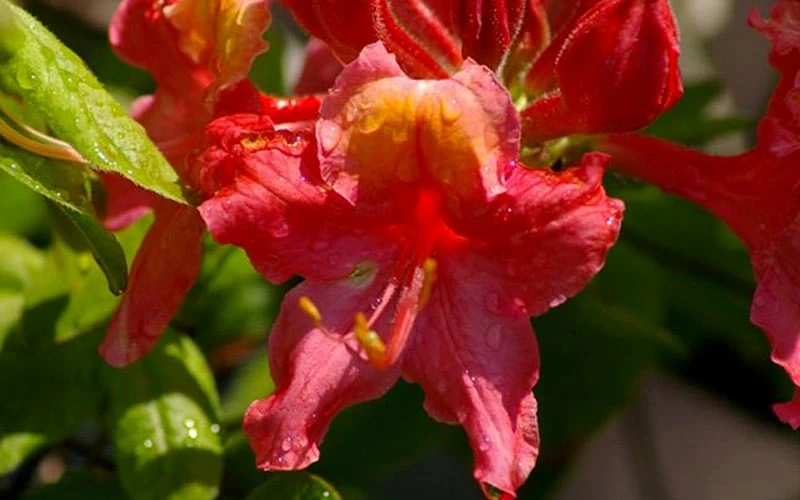 Jeb Stuart Native Azalea (Rhododendron) - 1 Gallon Pot 6 Jeb Stuart Native Azalea (Rhododendron) - 1 Gallon Pot - Image 4