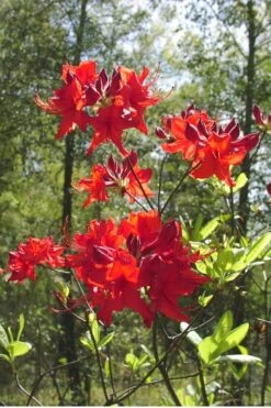 Radiant Red Aromi Azalea (Rhododendron Hybrid) - 3 Gallon Pot 9 Radiant Red Aromi Azalea (Rhododendron Hybrid) - 3 Gallon Pot -Wilson Bros Gardens Native Azalea Radiant Red 6