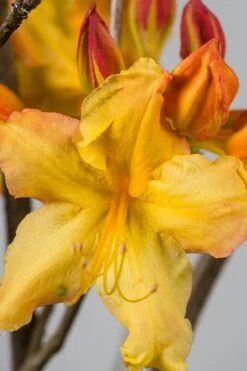 Solar Flare Sunbow Azalea - 3 Gallon Pot 11 Solar Flare Sunbow Azalea - 3 Gallon Pot -Wilson Bros Gardens Native Azalea Solar Flare Sunbow BS