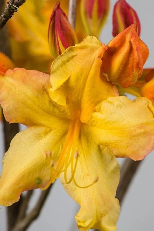 Solar Flare Sunbow Azalea - 3 Gallon Pot 6 Solar Flare Sunbow Azalea - 3 Gallon Pot - Image 4