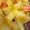 Solar Flare Sunbow Azalea - 3 Gallon Pot 2 Solar Flare Sunbow Azalea - 3 Gallon Pot -Wilson Bros Gardens Native Azalea Solor Flare Sunbow 1