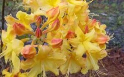 Solar Flare Sunbow Azalea - 3 Gallon Pot 13 Solar Flare Sunbow Azalea - 3 Gallon Pot -Wilson Bros Gardens Native Azalea Solor Flare Sunbow 3