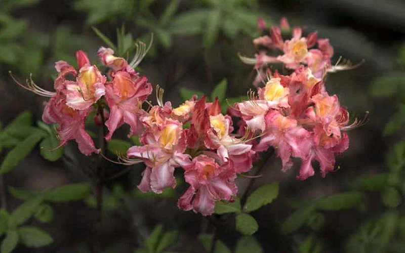 Southern Sunset Aromi Azalea (Rhododendron Hybrid) - 3 Gallon Pot 6 Southern Sunset Aromi Azalea (Rhododendron Hybrid) - 3 Gallon Pot - Image 4