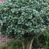 Wheeler's Cold Hardy Fragrant Tea Olive (Osmanthus) - 3 Gallon Pot 1 Wheeler's Cold Hardy Fragrant Tea Olive (Osmanthus) - 3 Gallon Pot -Wilson Bros Gardens Osmanthus Carl Wheeler 10