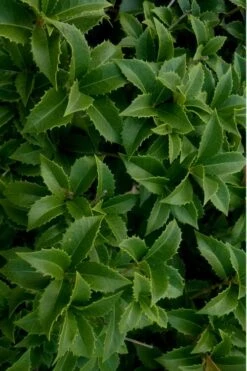 Wheeler's Cold Hardy Fragrant Tea Olive (Osmanthus) - 3 Gallon Pot 12 Wheeler's Cold Hardy Fragrant Tea Olive (Osmanthus) - 3 Gallon Pot -Wilson Bros Gardens Osmanthus Carl Wheeler 15