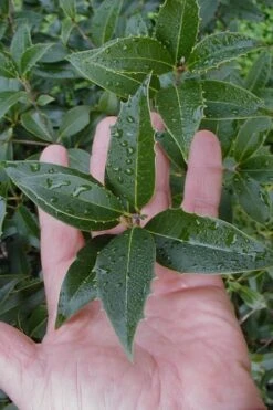 Wheeler's Cold Hardy Fragrant Tea Olive (Osmanthus) - 3 Gallon Pot 13 Wheeler's Cold Hardy Fragrant Tea Olive (Osmanthus) - 3 Gallon Pot -Wilson Bros Gardens Osmanthus Carl Wheeler 6