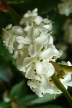 Wheeler's Cold Hardy Fragrant Tea Olive (Osmanthus) - 3 Gallon Pot 11 Wheeler's Cold Hardy Fragrant Tea Olive (Osmanthus) - 3 Gallon Pot -Wilson Bros Gardens Osmanthus Carl Wheeler 9