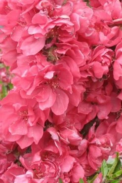 Bonanza Dwarf Patio Peach Tree - 5 Gallon 13 Bonanza Dwarf Patio Peach Tree - 5 Gallon -Wilson Bros Gardens Peach Bonanza 3