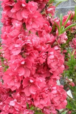 Bonanza Dwarf Patio Peach Tree - 5 Gallon 16 Bonanza Dwarf Patio Peach Tree - 5 Gallon -Wilson Bros Gardens Peach Bonanza 4