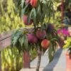 Bonanza Dwarf Patio Peach Tree - 5 Gallon 2 Bonanza Dwarf Patio Peach Tree - 5 Gallon -Wilson Bros Gardens Peach Bonanza 6