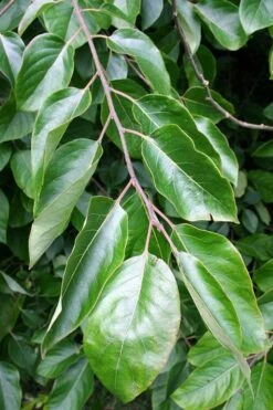 American Persimmon Tree - Diospyros Virginiana - 3 Gallon Pot 13 American Persimmon Tree - Diospyros Virginiana - 3 Gallon Pot -Wilson Bros Gardens Persimmon American 3