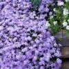 Emerald Cushion Blue Creeping Phlox - 1 Gallon Pot 2 Emerald Cushion Blue Creeping Phlox - 1 Gallon Pot -Wilson Bros Gardens Phlox Emerald Blue 15