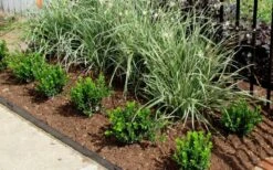 Baby Gem Boxwood - 1 Gallon Pot -Wilson Bros Gardens Picture Boxwood Baby Gem Edger