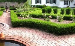 Baby Gem Boxwood - 1 Gallon Pot -Wilson Bros Gardens Picture Boxwood Baby Gem Hedges