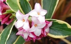 Variegated Pink Winter Daphne - 1 Gallon Pot -Wilson Bros Gardens Picture Daphne Variegated Pink Closeup