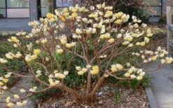 Edgeworthia Chrysantha Paper Bush - 7 Gallon Pot 26 Edgeworthia Chrysantha Paper Bush - 7 Gallon Pot -Wilson Bros Gardens Picture Edgeworthia Paper Bush 3 1