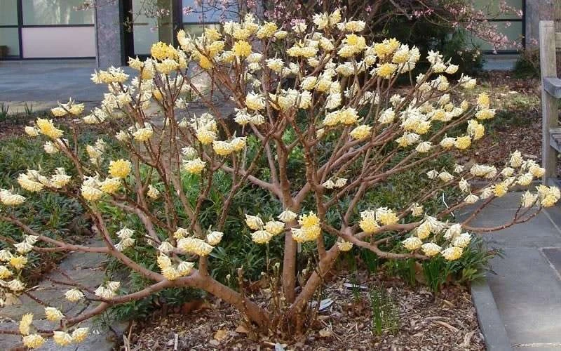 Edgeworthia Chrysantha Paper Bush - 7 Gallon Pot 14 Edgeworthia Chrysantha Paper Bush - 7 Gallon Pot - Image 12