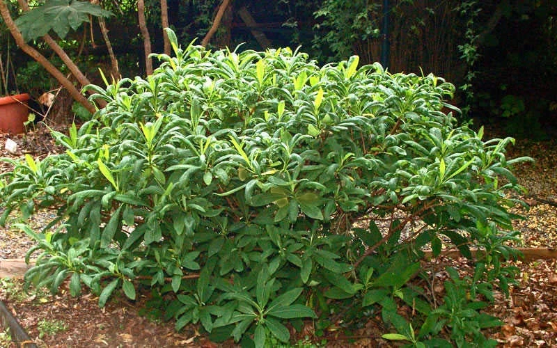 Edgeworthia Chrysantha Paper Bush - 7 Gallon Pot 13 Edgeworthia Chrysantha Paper Bush - 7 Gallon Pot - Image 11