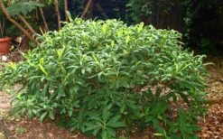Winter Gold Edgeworthia Chrysantha - Paper Bush - 3 Gallon Pot 24 Winter Gold Edgeworthia Chrysantha - Paper Bush - 3 Gallon Pot -Wilson Bros Gardens Picture Edgeworthia Shrub