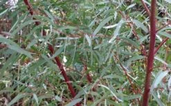 Angus Cold Hardy Eucalyptus Tree (Eucalyptus Nicholii) - 3 Quart Pot -Wilson Bros Gardens Picture Eucalyptus Tree Anugus Willow Leaf Peppermint