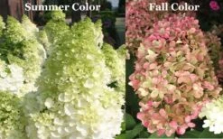Limelight PeeGee Hydrangea - Single Trunk Topiary Tree - 5 Gallon Pot -Wilson Bros Gardens Picture Hydrangea Limelight 3