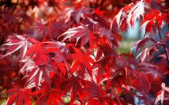 Fireglow Red Leaf Japanese Maple - 5 Gallon Pot (4.5-5.5') -Wilson Bros Gardens Picture Japanese Maple Fireglow 3