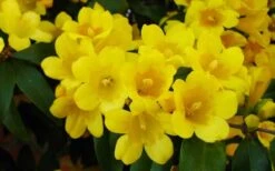 Butterscotch Yellow Jasmine (Jessamine) - Gelsemium Sempervirens - 1 Gallon Pot -Wilson Bros Gardens Picture Jasmine Butterscotch 2
