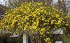 Butterscotch Yellow Jasmine (Jessamine) - Gelsemium Sempervirens - 1 Gallon Pot -Wilson Bros Gardens Picture Jasmine Butterscotch Jessamine 3