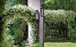 Madison Confederate Jasmine - 6 Pack Of 1 Gallon Pots 14 Madison Confederate Jasmine - 6 Pack Of 1 Gallon Pots -Wilson Bros Gardens Picture Jasmine Madison 3 1