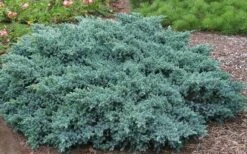 Blue Star Juniper - 2 Gallon Pot 10 Blue Star Juniper - 2 Gallon Pot -Wilson Bros Gardens Picture Juniper Blue Star