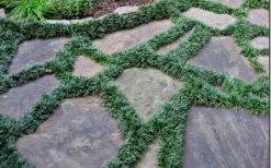 Dwarf Mondo Grass - 18 Count Flat Of Pint Pots -Wilson Bros Gardens Picture Mondo Grass Dwarf 6 1