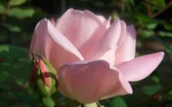 The Georgia Peach Shrub Rose - 1 Gallon Pot -Wilson Bros Gardens Picture Rose Georgia Peach 2