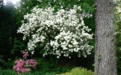 Chinese Snowball Viburnum Bush - 3 Gallon Pot -Wilson Bros Gardens Picture Viburnum Chinese Snowball Tree 2
